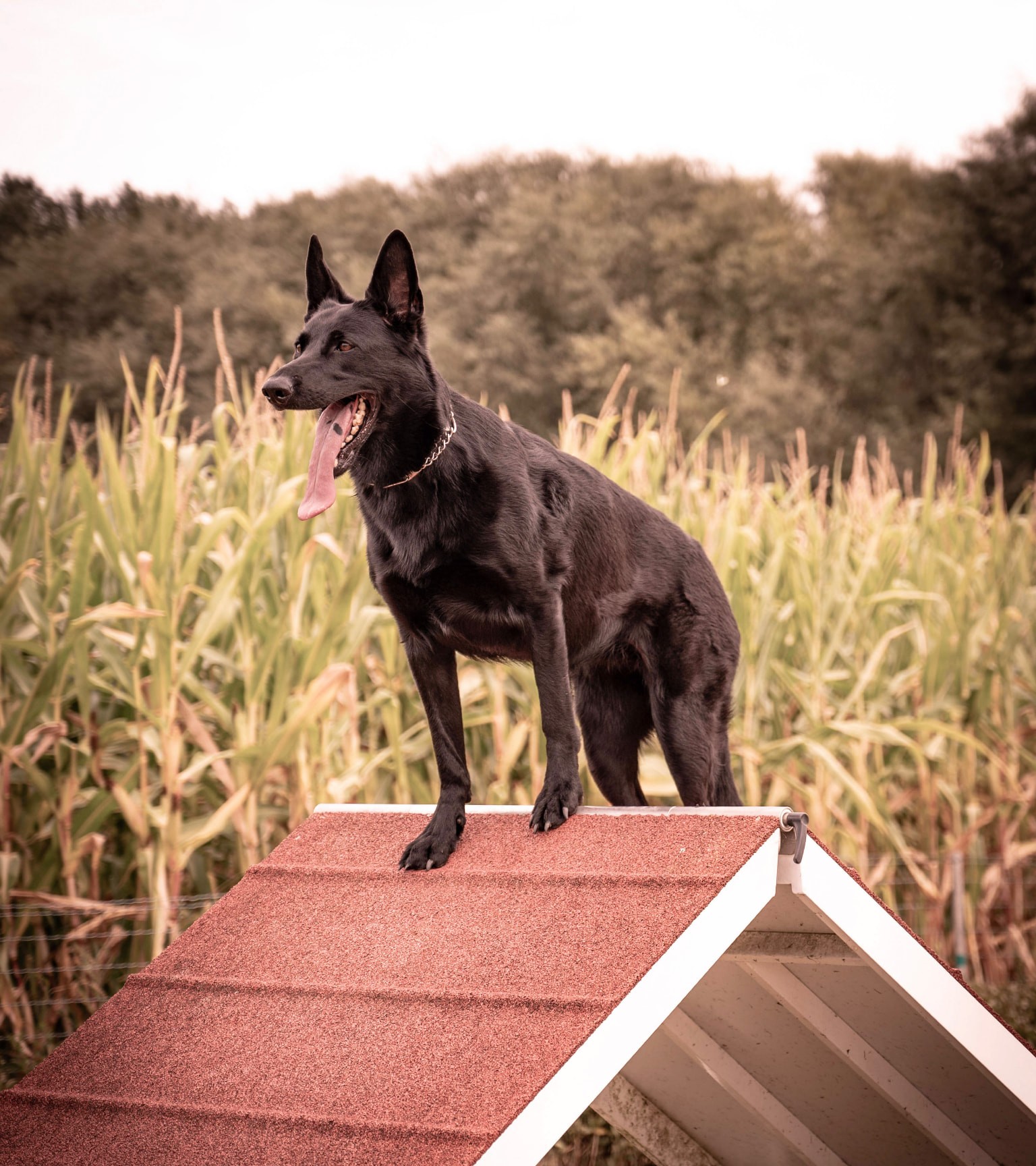 Zwarte herdershond bovenop de schutting tijdens de training