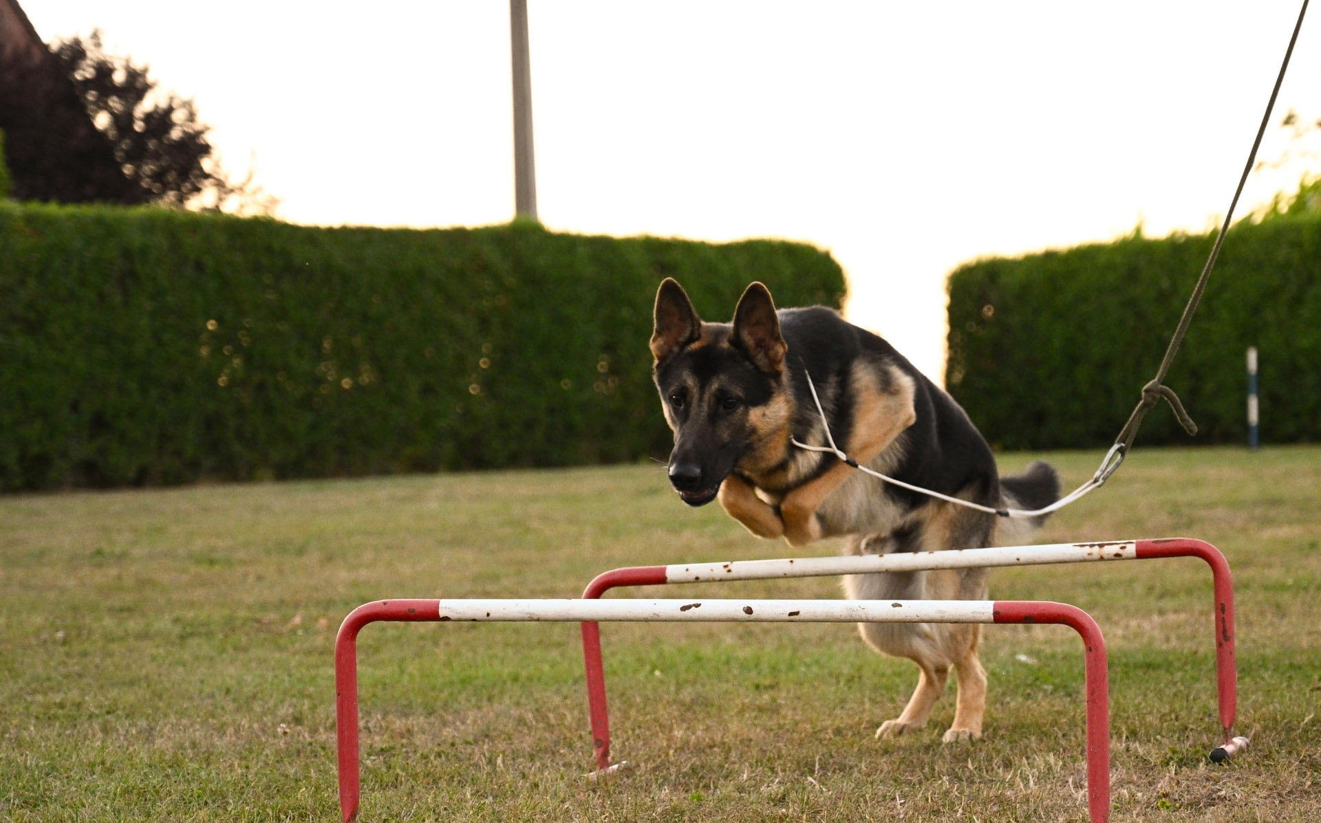 Herdershond springt over de horde tijdens de training