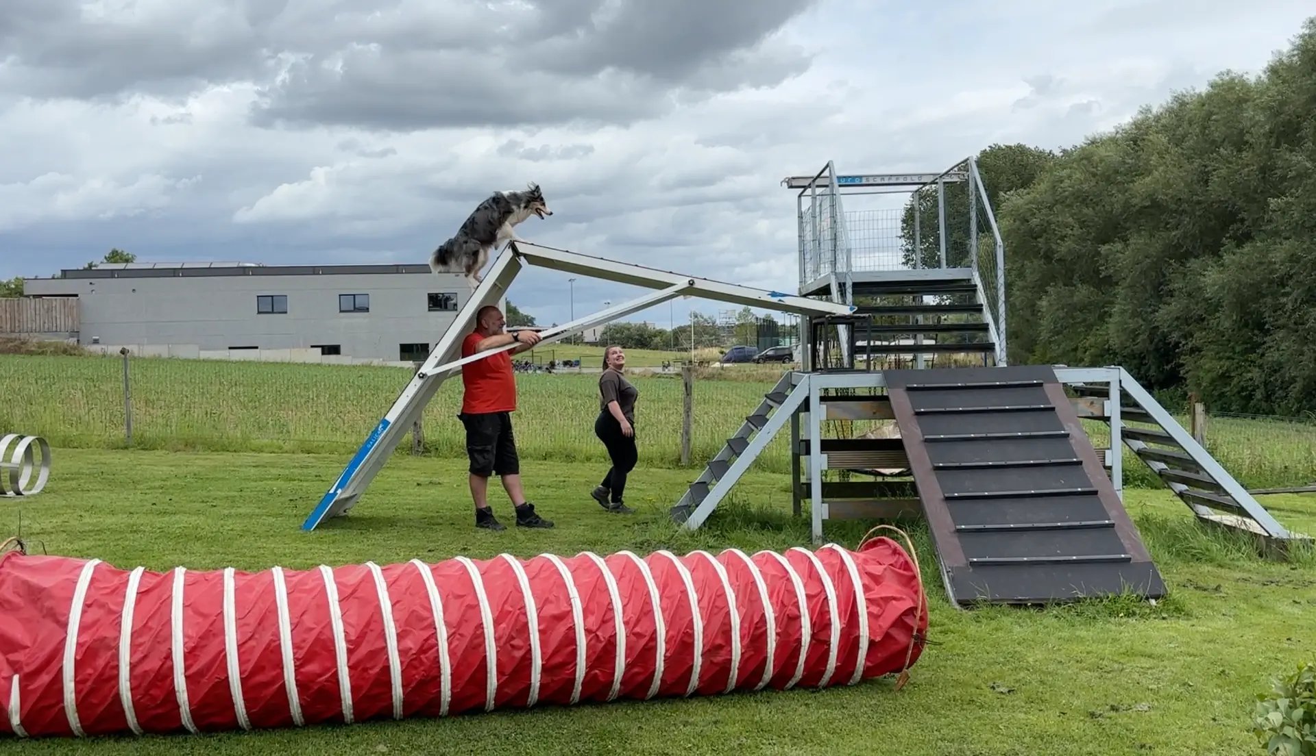 Border collie op de loopbrug tijdens de agilitytraining