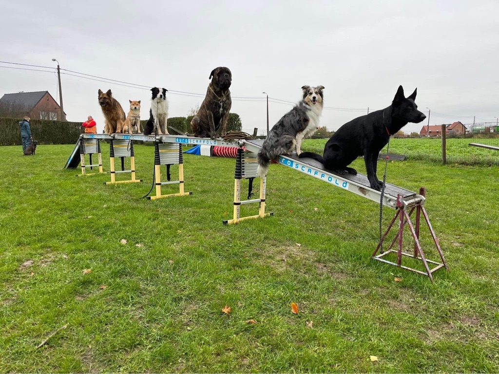 Zeven honden zitten netjes op de balken van het trainingsveld