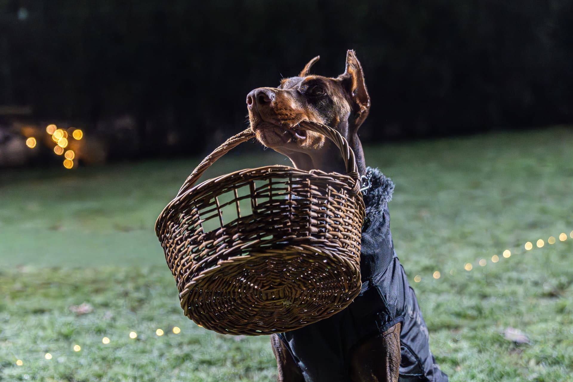 Dobermann draagt een rieten mand