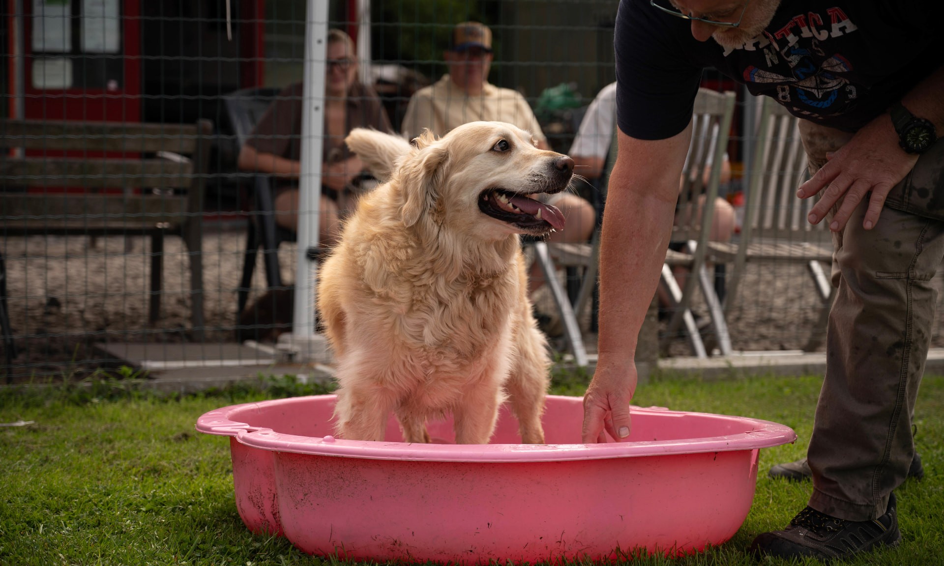 Golden retriever verkoelt in een badje tijdens de training