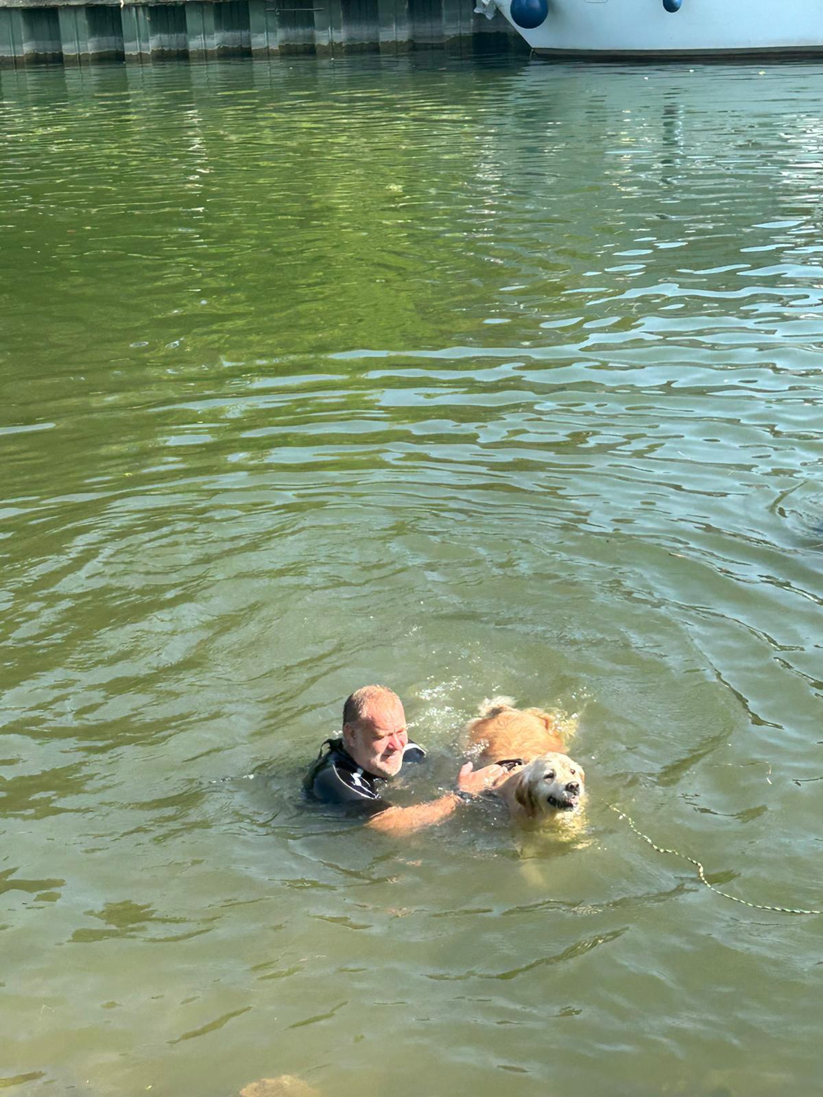 Stefaan zwemt samen met een golden retriever