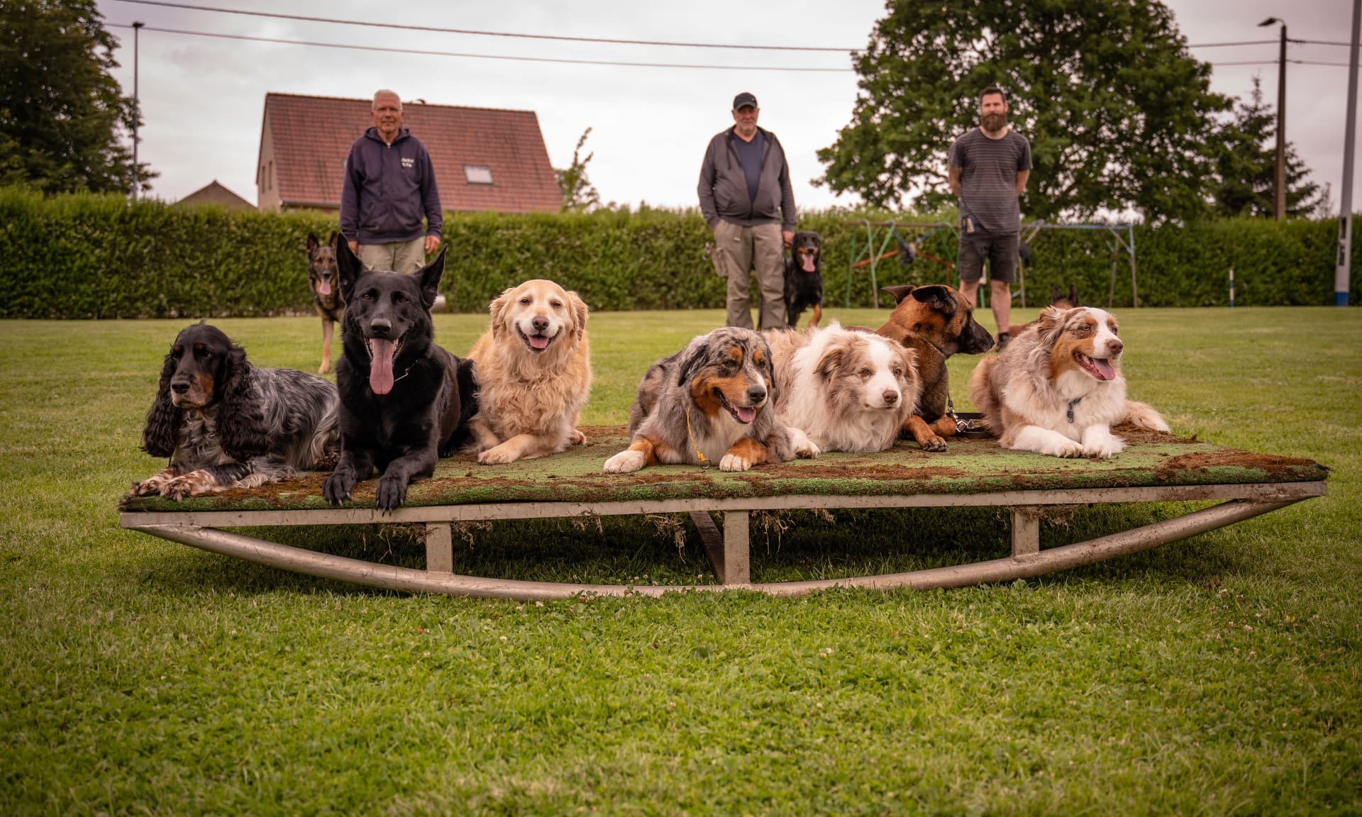 Groep honden ligt netjes naast elkaar op het platform