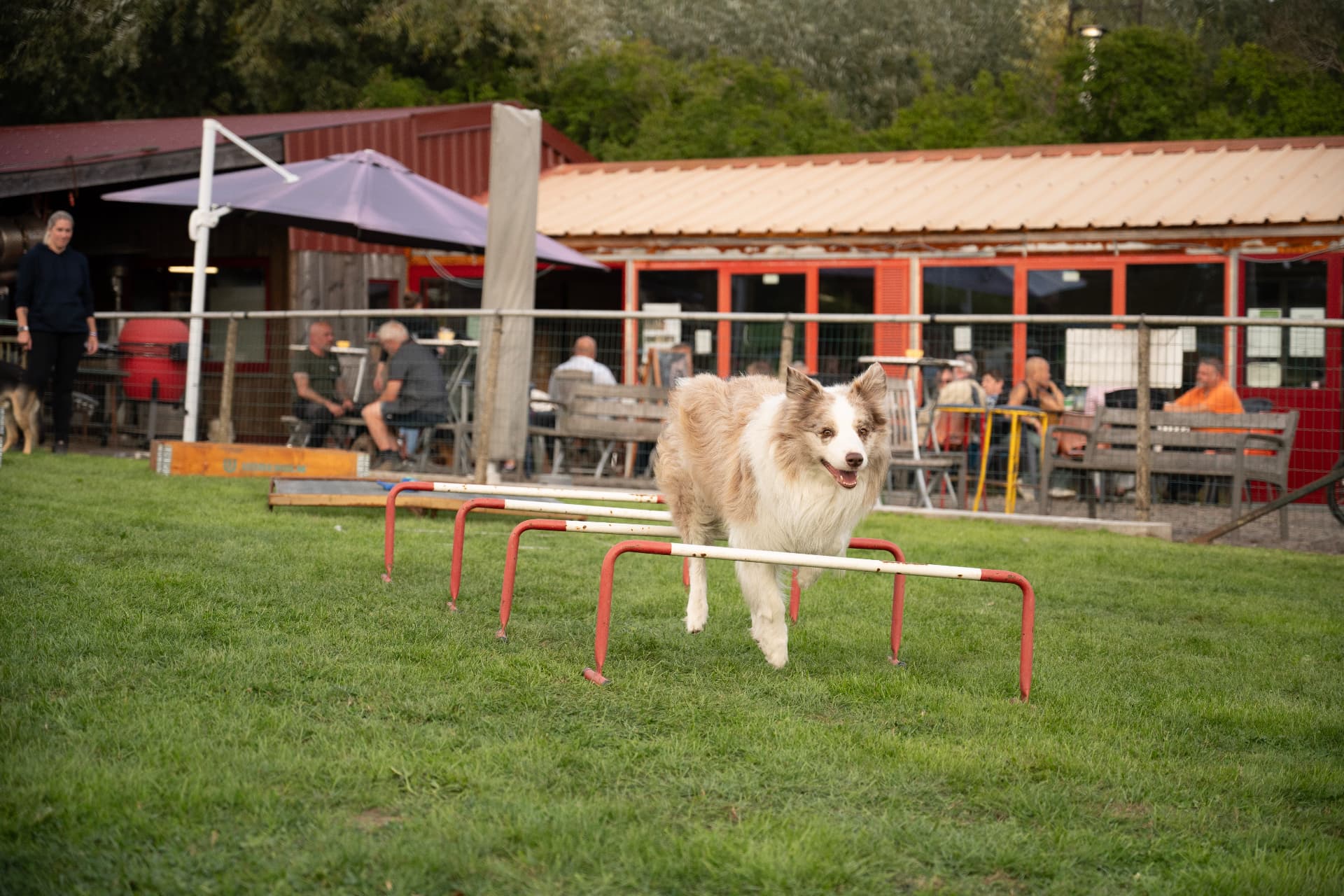 Border collie springt over de lage hordes