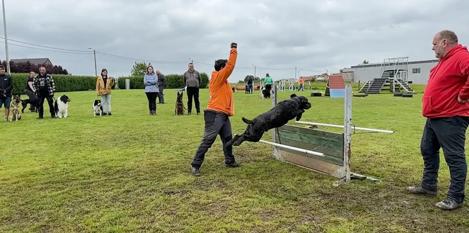 Zwarte hond springt over de sprongbalk tijdens de training