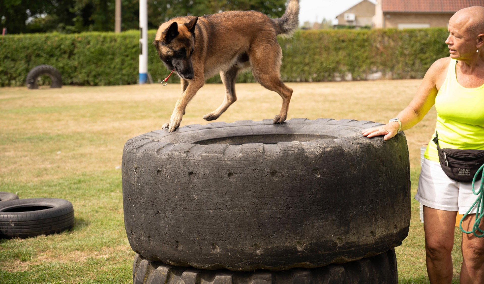 Mechelse herder loopt over een grote band tijdens de training