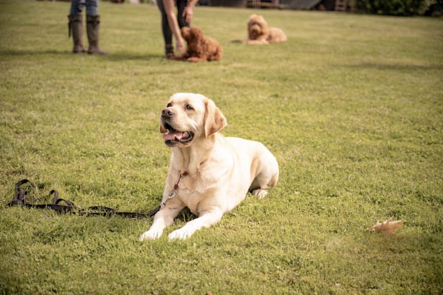 Golden retriever ligt rustig op commando tijdens de gehoorzaamheidstraining