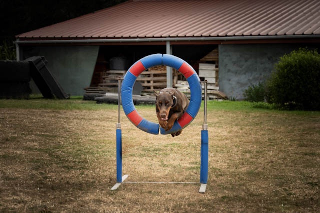 Hond springt over een hindernis tijdens de agilitytraining