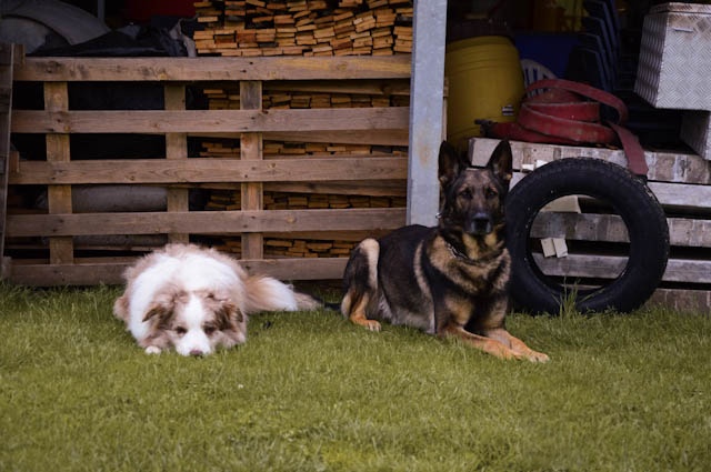 Twee honden liggen samen te rusten naast het trainingsmateriaal