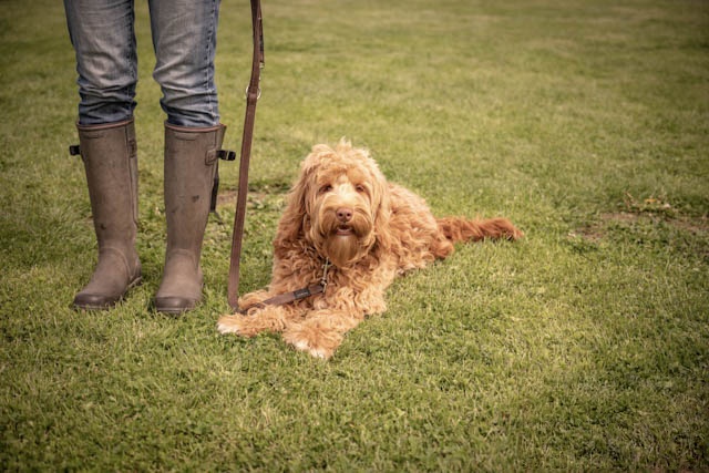 Hond wacht rustig aan de voeten van zijn baasje