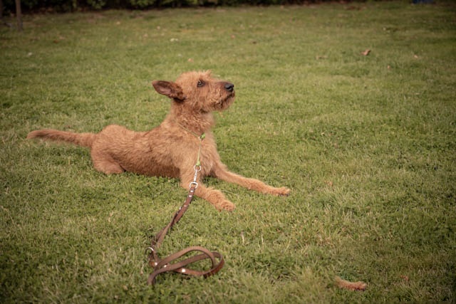 Hond rent enthousiast over het veld
