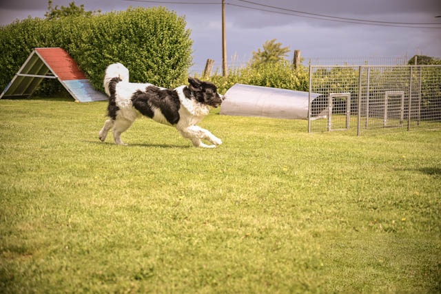 Border collie in volle sprint tijdens het spelmoment