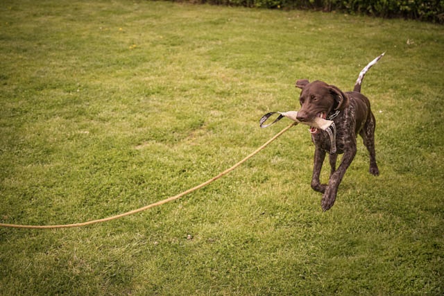 Hond apporteert vrolijk aan de lange lijn