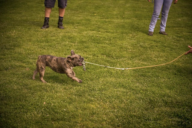 Hond speelt uitgelaten aan de lange lijn tijdens de training